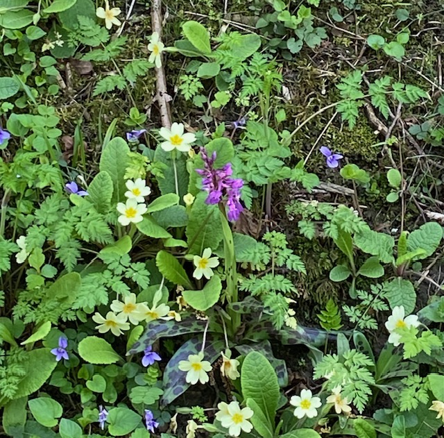 Flowers