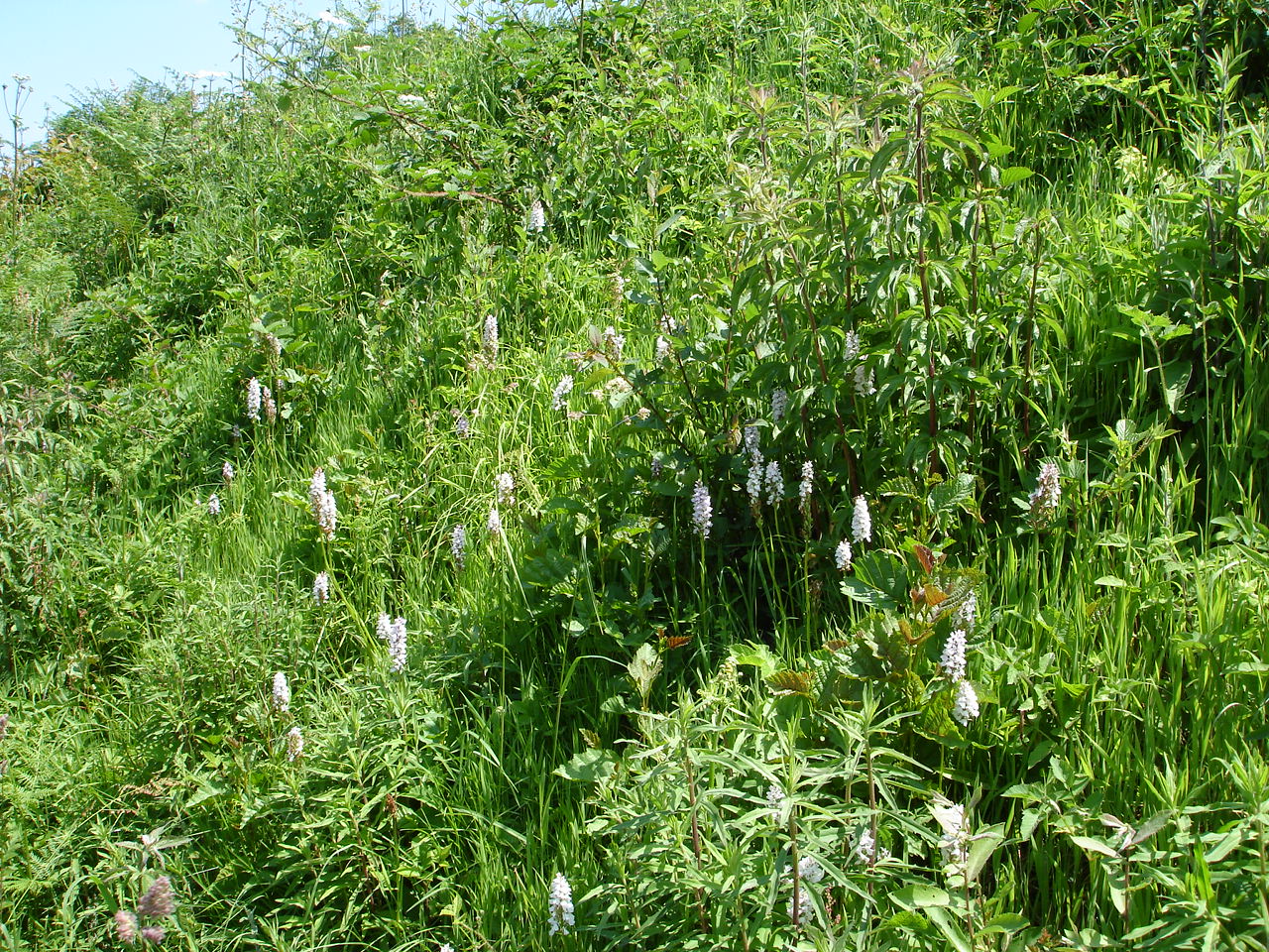 Grass
