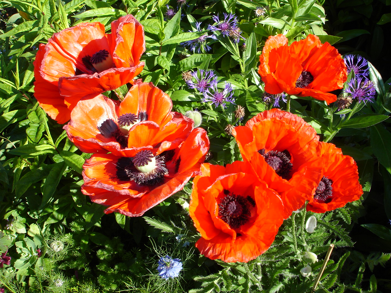 flowers
