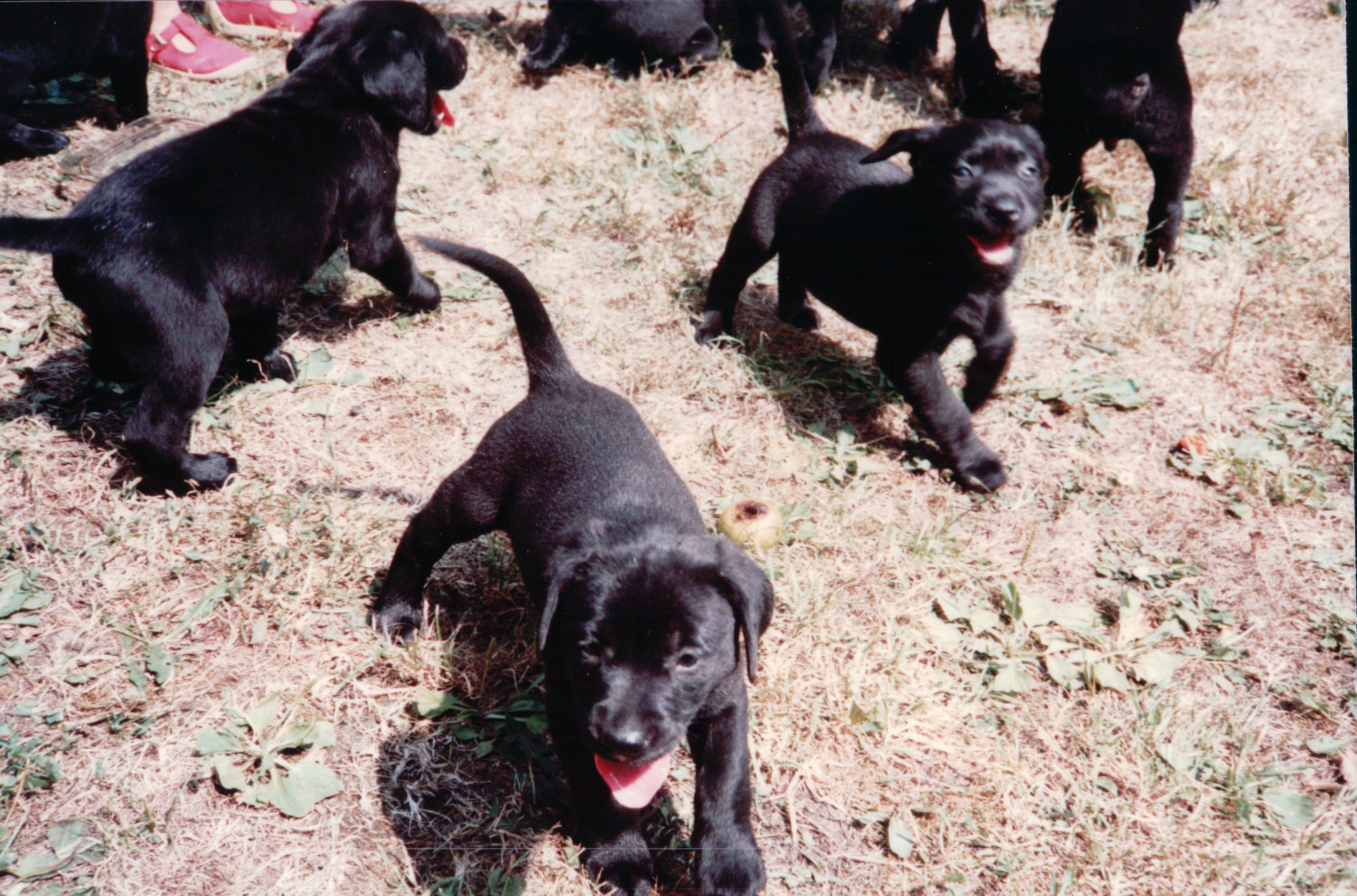Dogs