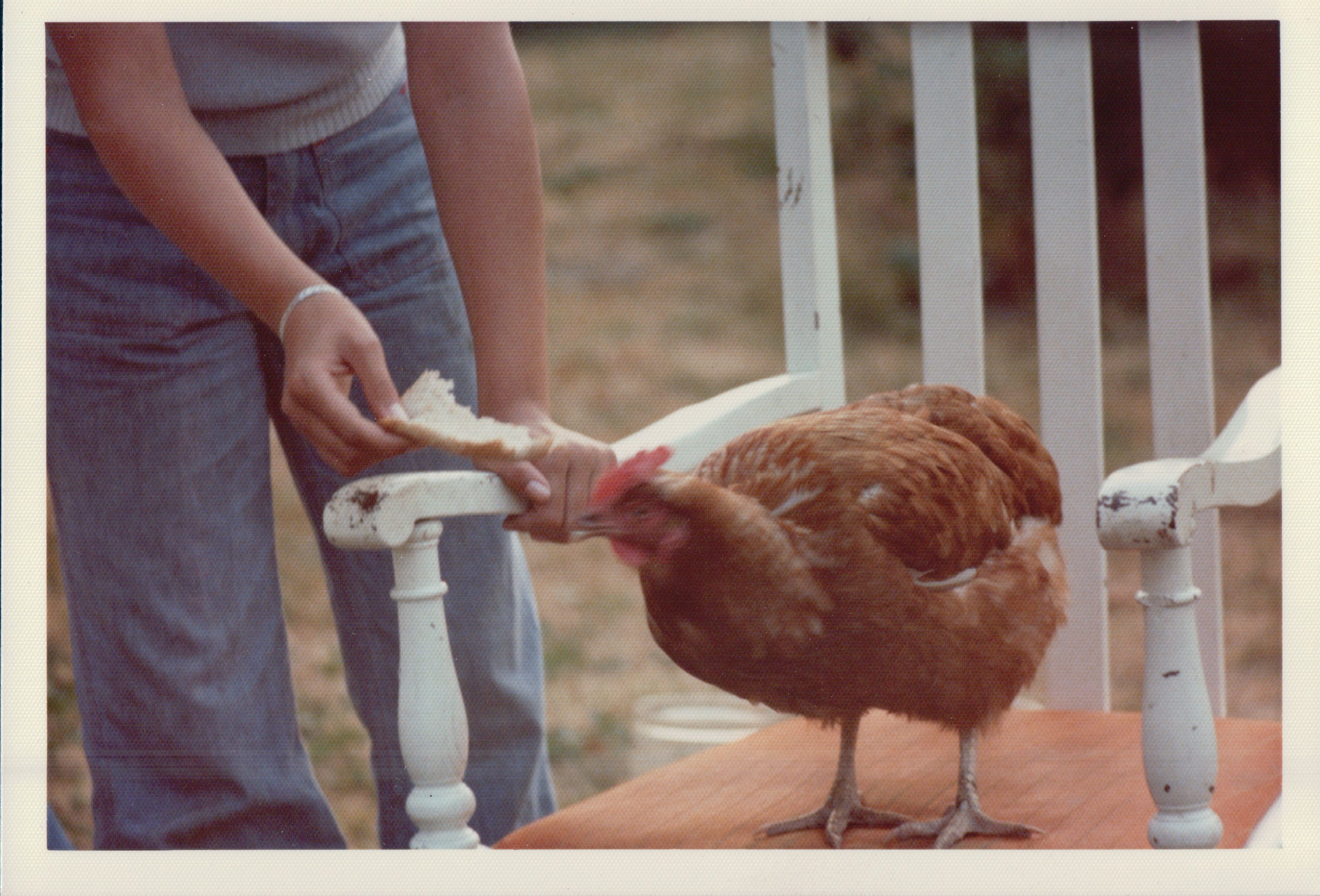Chicken