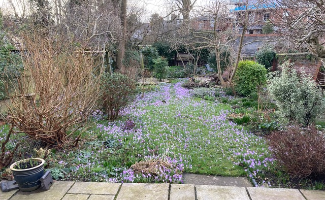 Crocusses