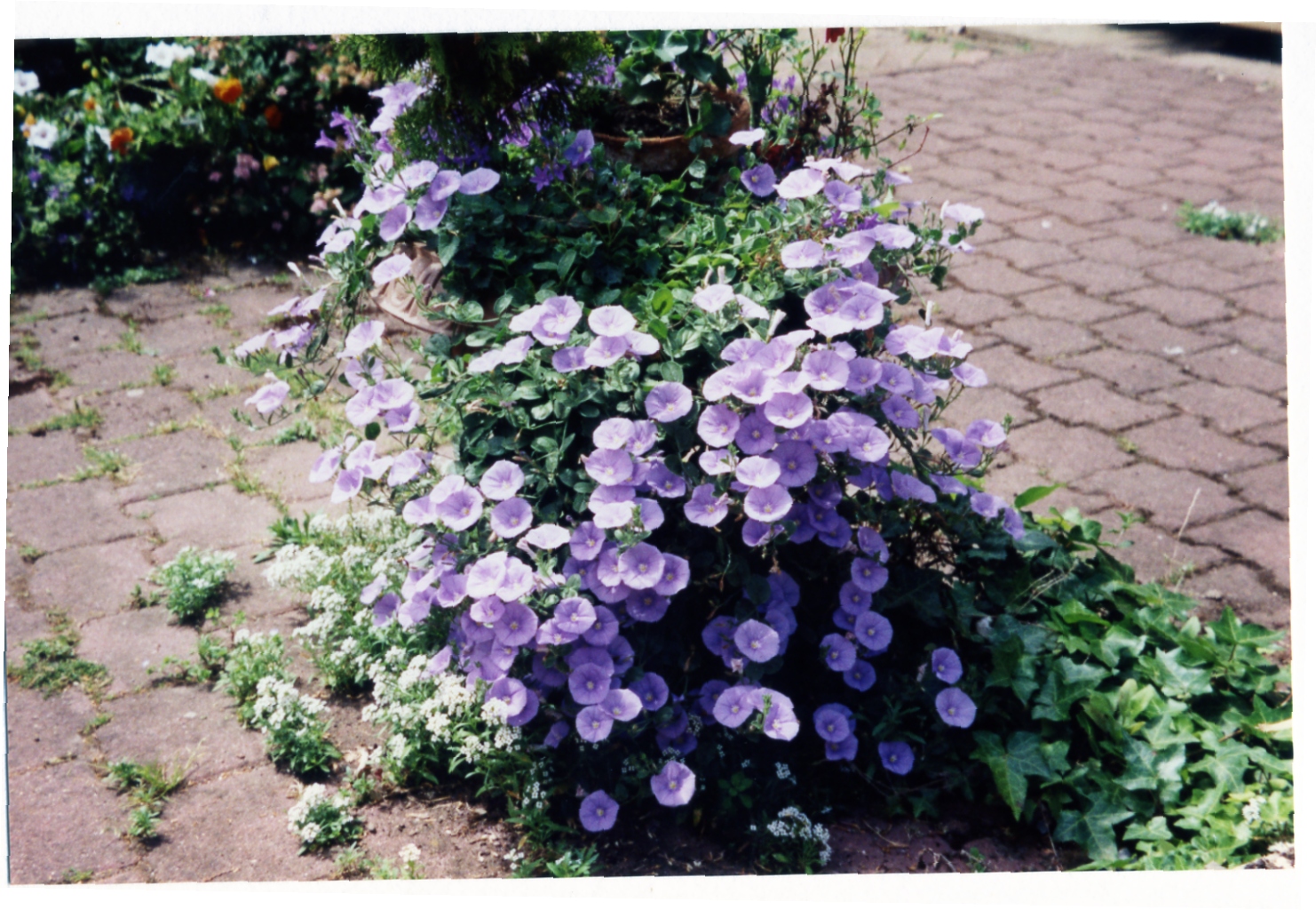 convolvulus