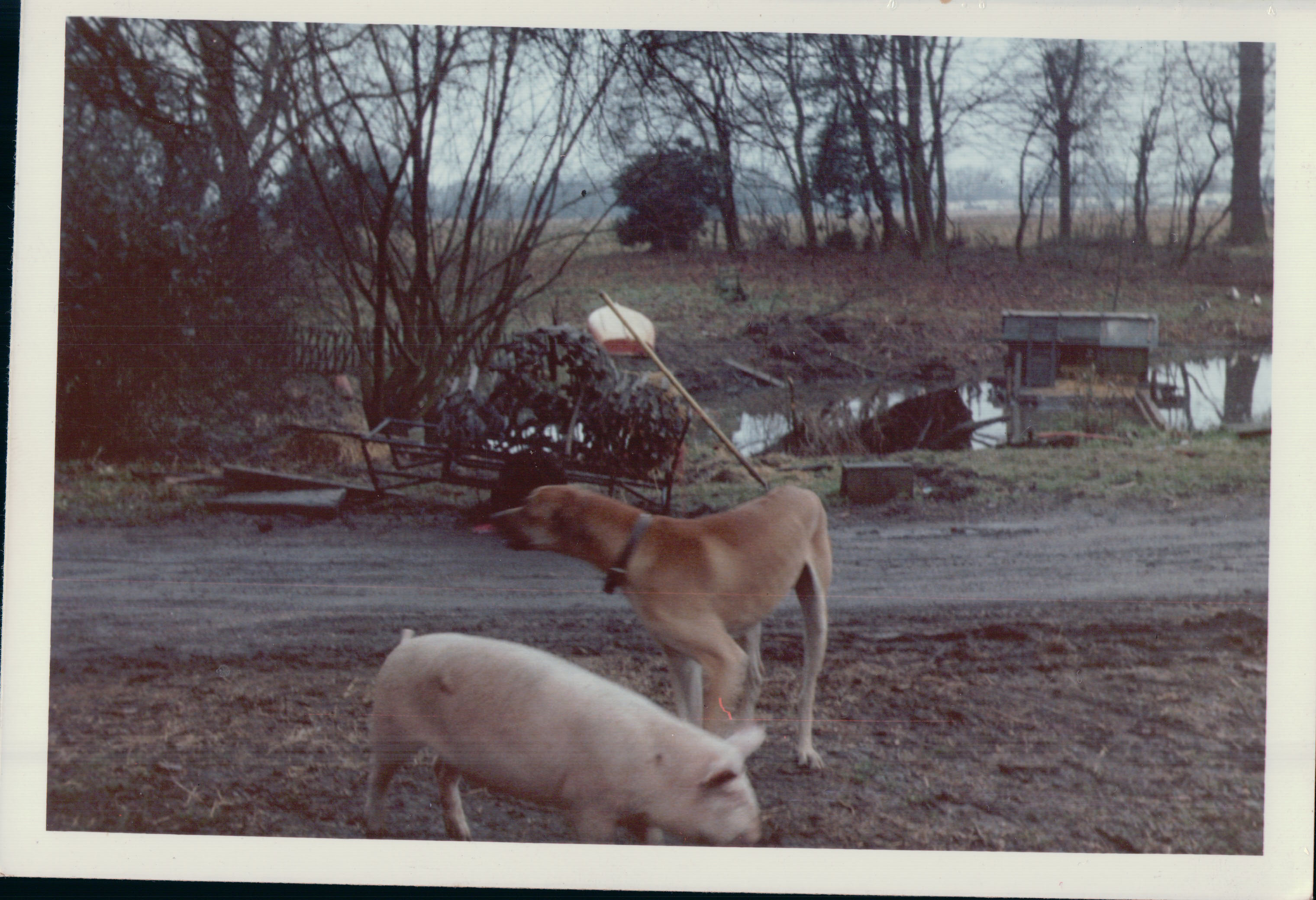 Pigs
